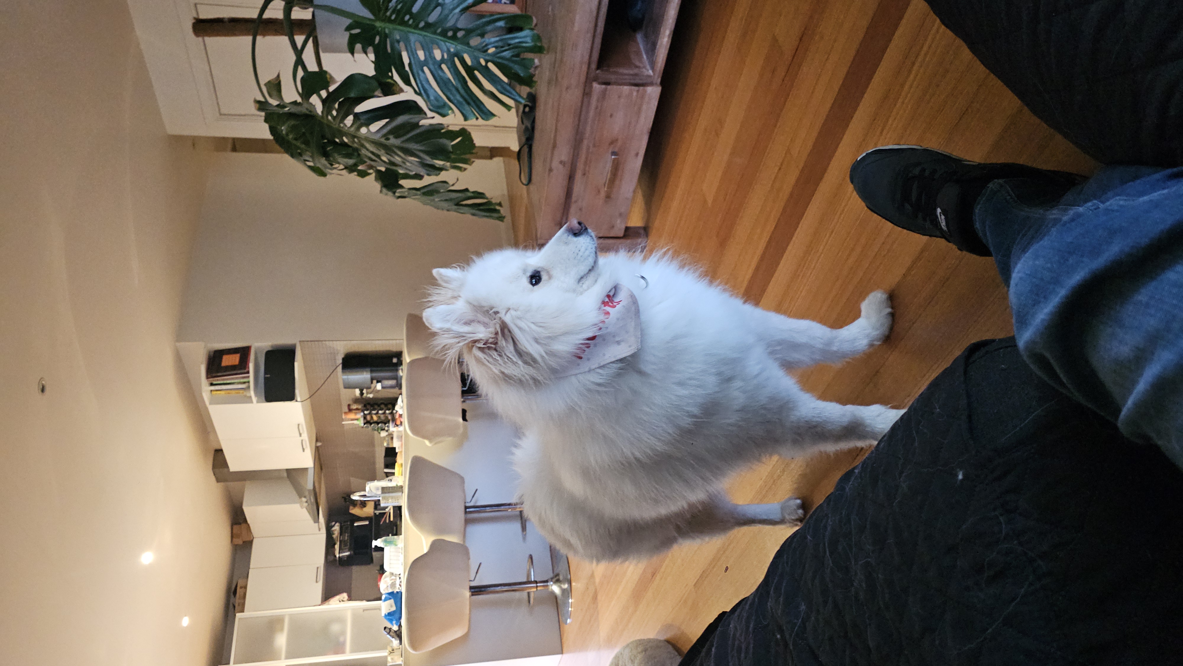 Benji