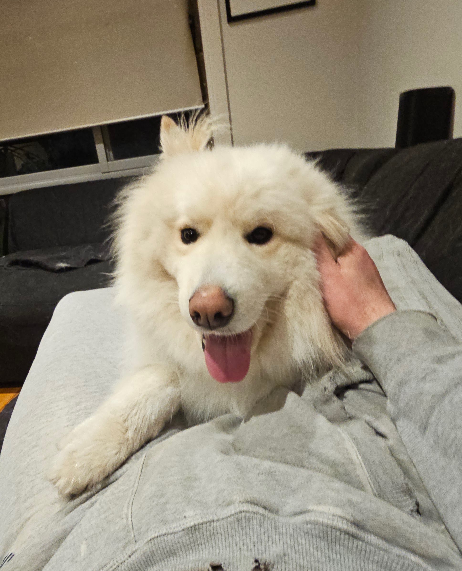 Benji