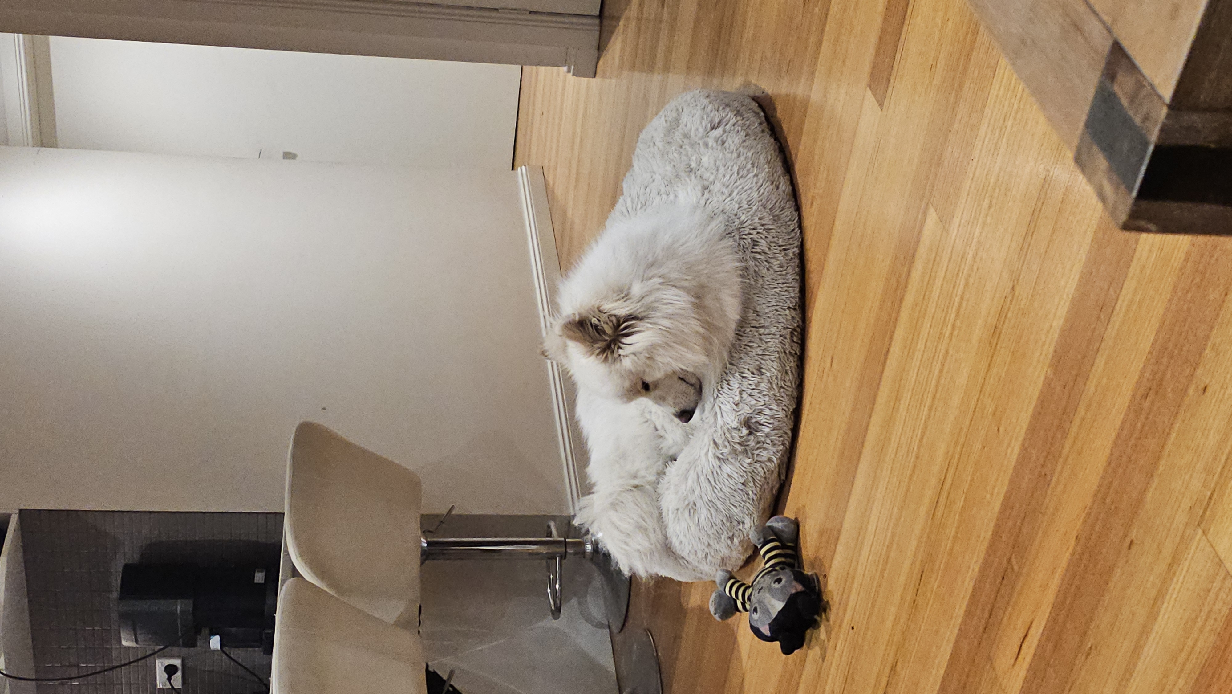 Benji