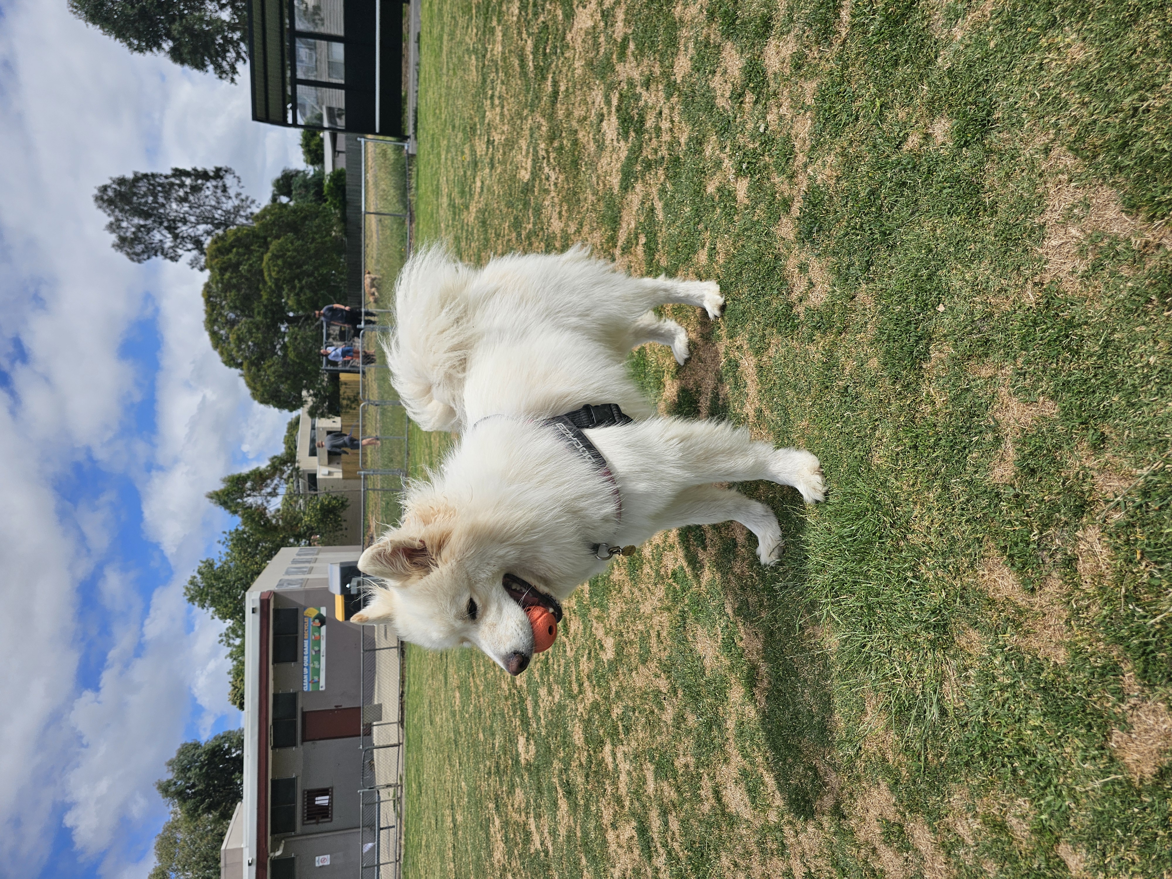 Benji