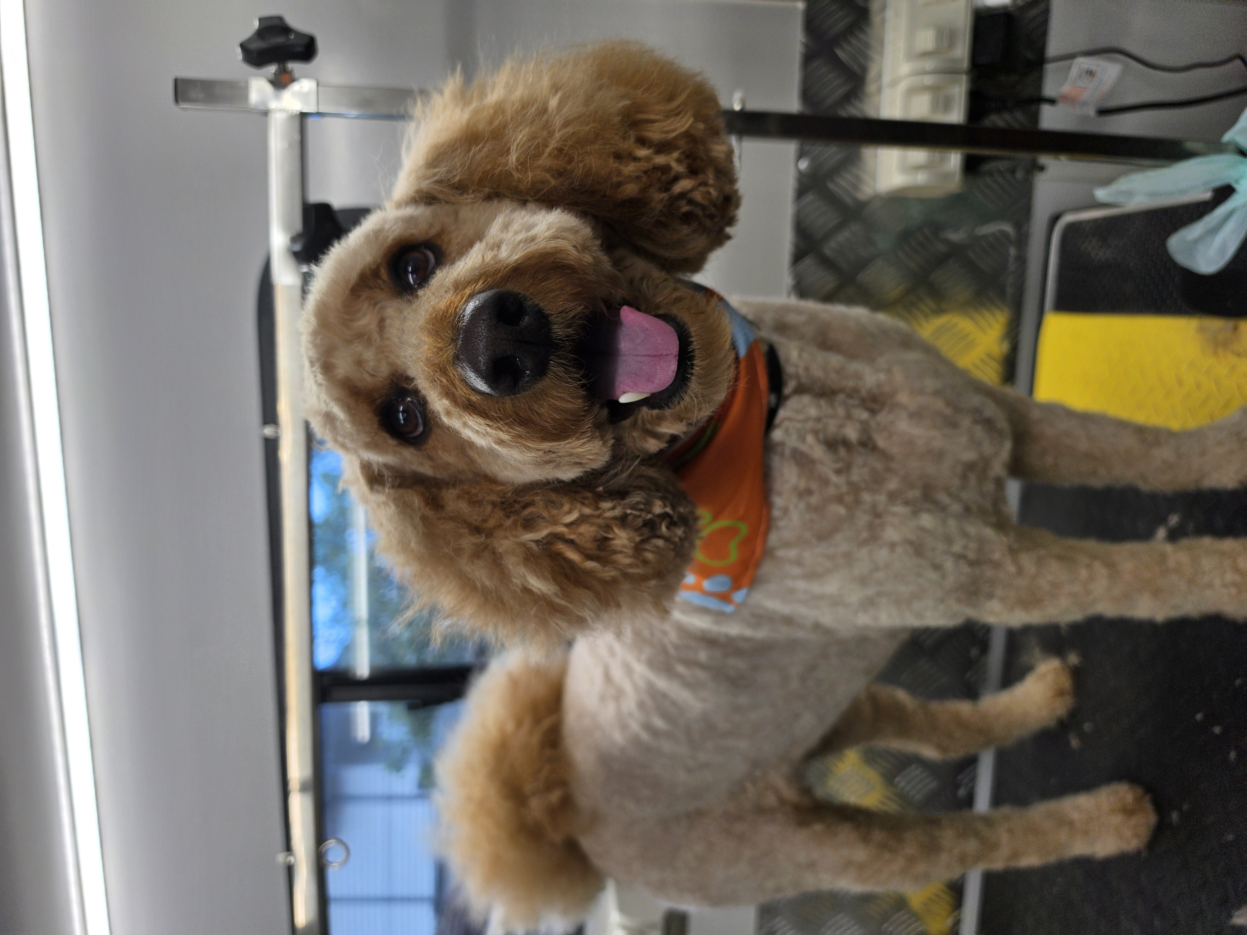 Grooming
