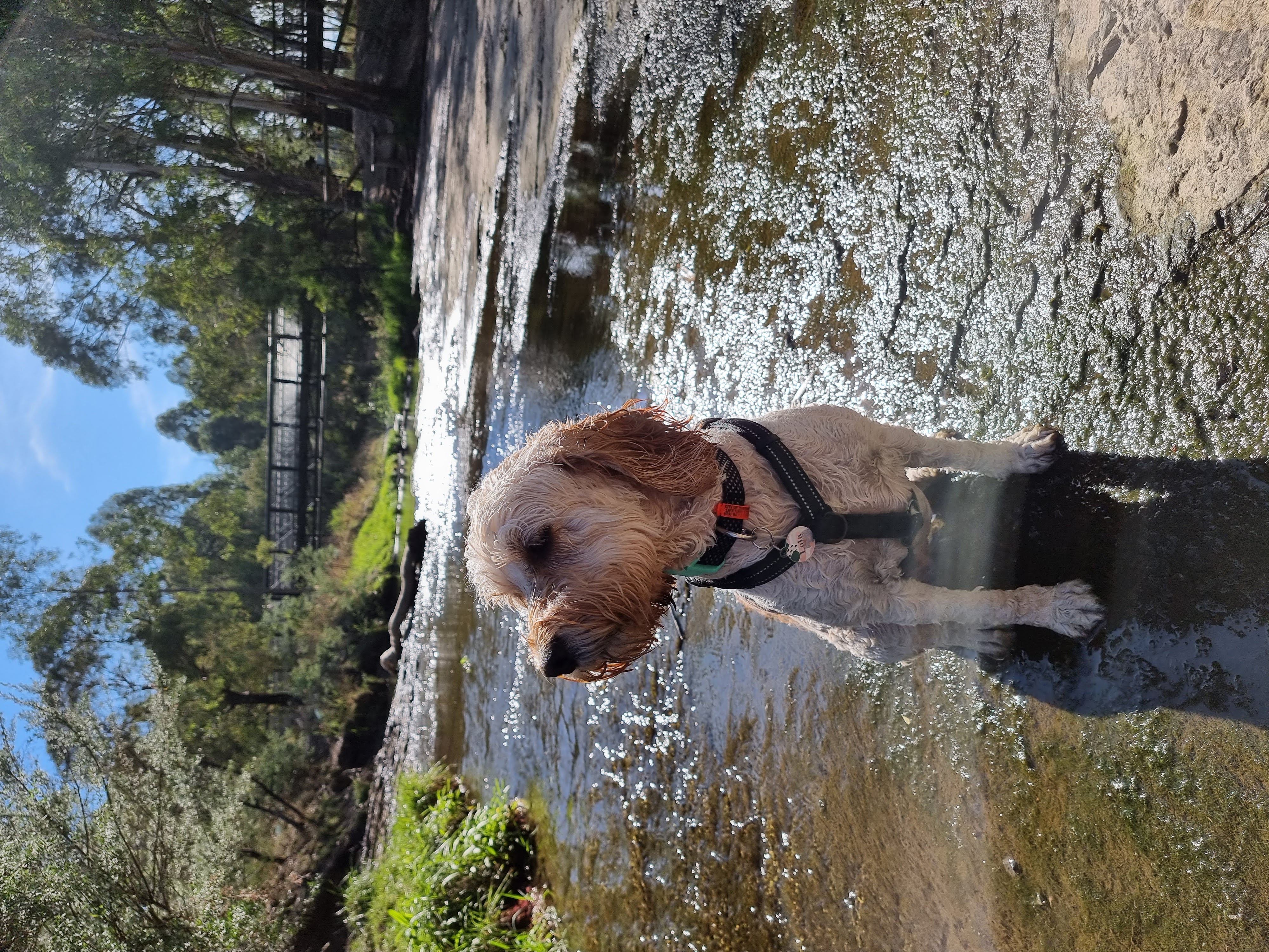 Lola