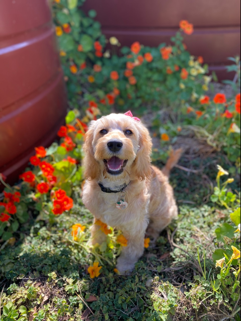 Lola