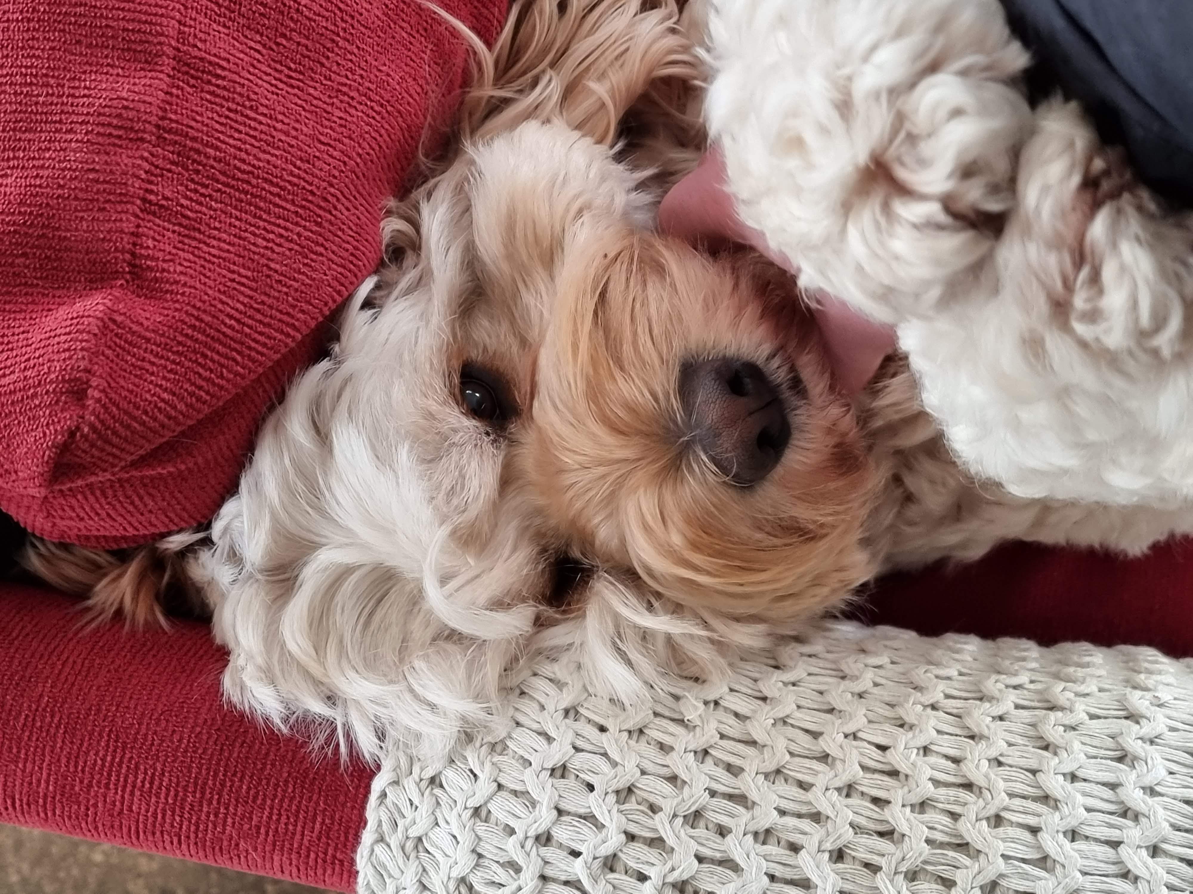 Lola